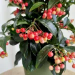 Ardizja drzewiasta (Ardisia crenata 'Bos Premium') 35cm