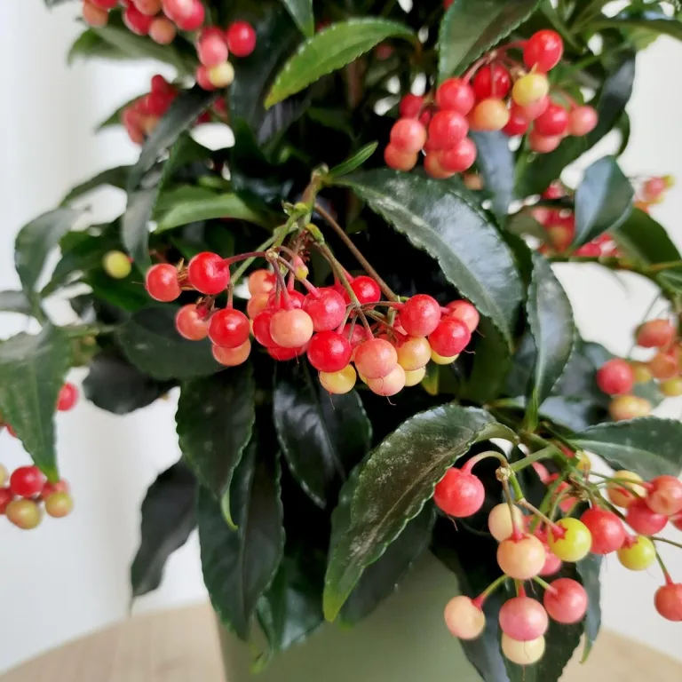 Ardizja drzewiasta (Ardisia crenata 'Bos Premium') 35cm
