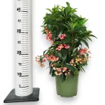 Ardizja drzewiasta (Ardisia crenata 'Bos Premium') 35cm