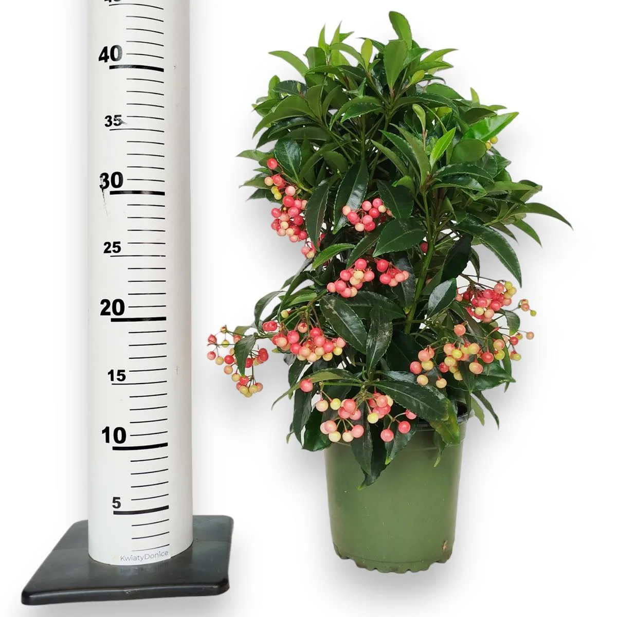 Ardizja drzewiasta (Ardisia crenata 'Bos Premium') 35cm