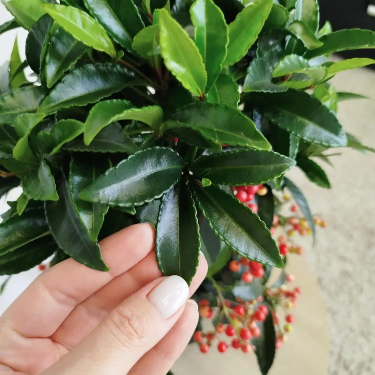 Ardizja drzewiasta (Ardisia crenata 'Bos Premium') 35cm