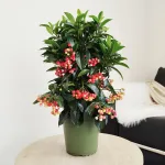 Ardizja drzewiasta (Ardisia crenata 'Bos Premium') 35cm