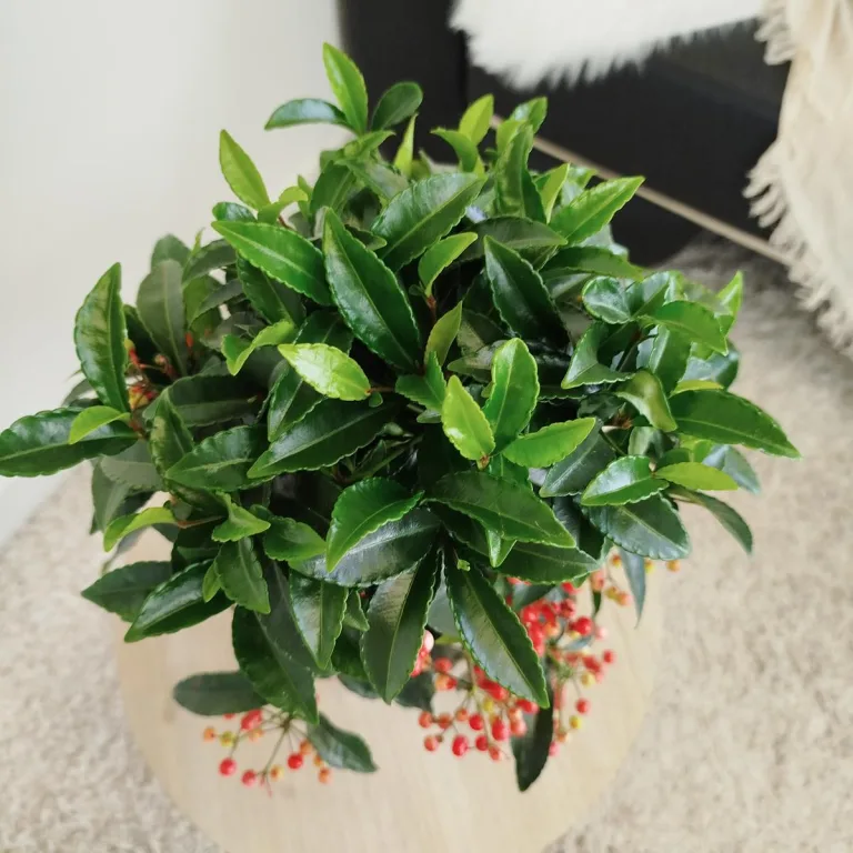 Ardizja drzewiasta (Ardisia crenata 'Bos Premium') 35cm