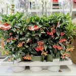 Ardizja drzewiasta (Ardisia crenata 'Bos Premium') 35cm