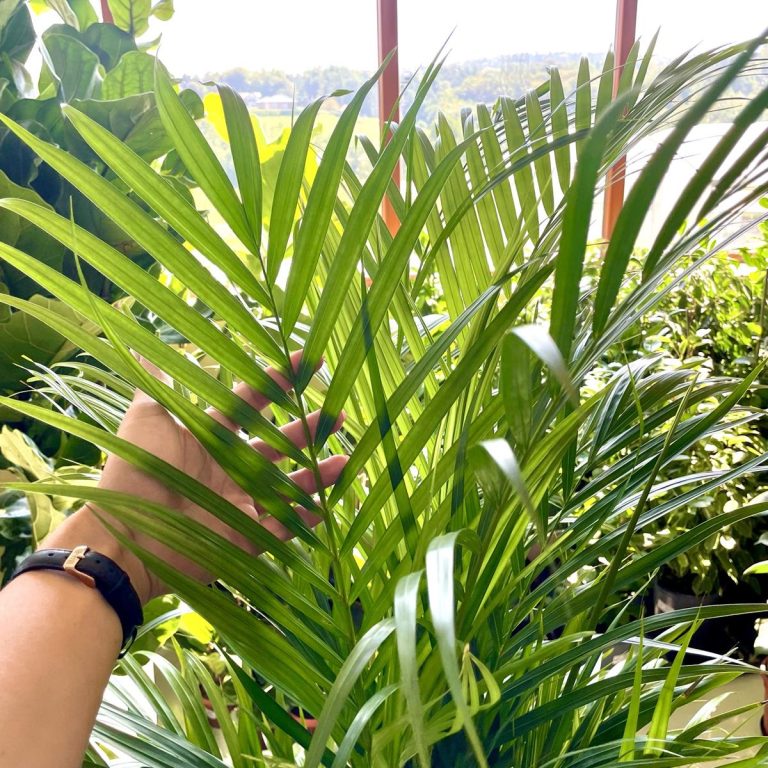 Palma Areka (Areca Dypsis) 110cm