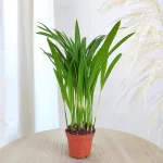 Palma Areka (Areca Dypsis) 25cm