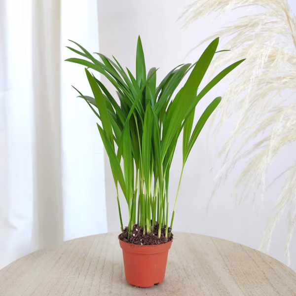 Palma Areka (Areca Dypsis) 25-30cm
