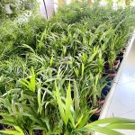 Palma Areka (Areca Dypsis) 30cm