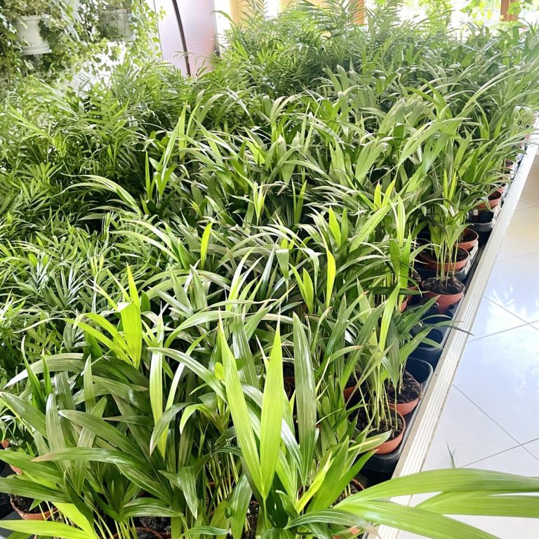 Palma Areka (Areca Dypsis) 30cm