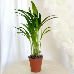 Palma Areka (Areca Dypsis) 30cm