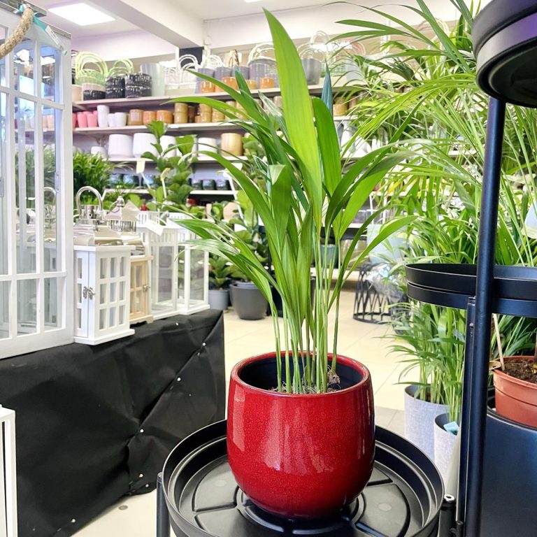 Palma Areka (Areca Dypsis) 30cm