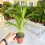 Palma Areka (Areca Dypsis) 30cm