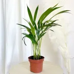 Palma Areka (Areca Dypsis) 40cm