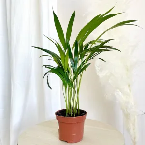 Palma Areka (Areca Dypsis) 40cm