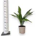 Aspidistra wyniosła (Aspidistra elatior) 50cm