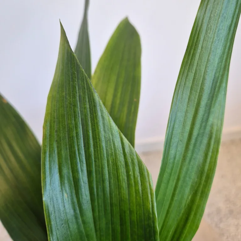 Aspidistra wyniosła (Aspidistra elatior) 50cm