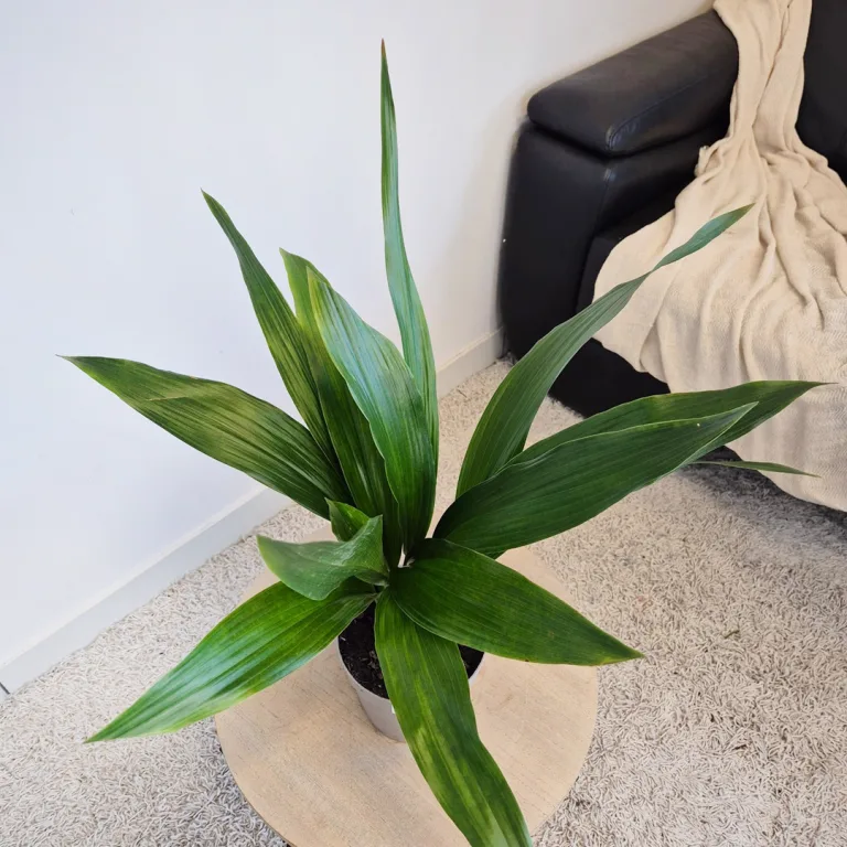 Aspidistra wyniosła (Aspidistra elatior) 50cm