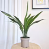 Aspidistra wyniosła (Aspidistra elatior) 50cm