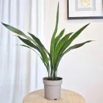 Aspidistra wyniosła (Aspidistra elatior) 50cm