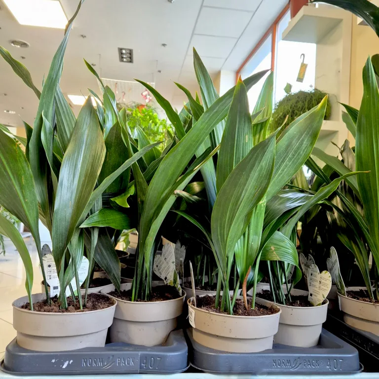 Aspidistra wyniosła (Aspidistra elatior) 50cm