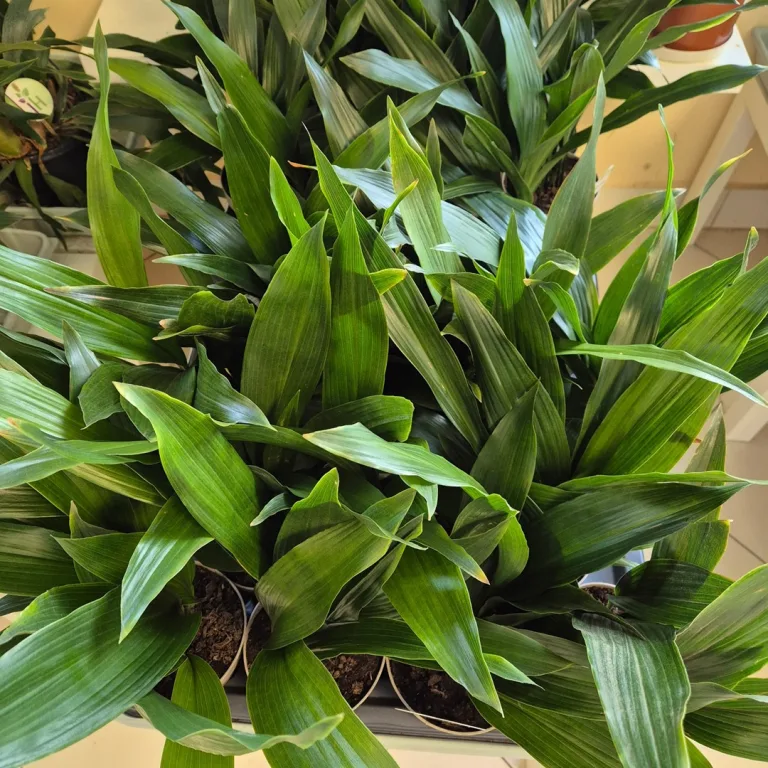 Aspidistra wyniosła (Aspidistra elatior) 50cm