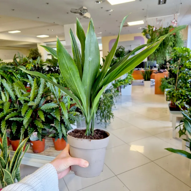 Aspidistra wyniosła (Aspidistra elatior) 50cm