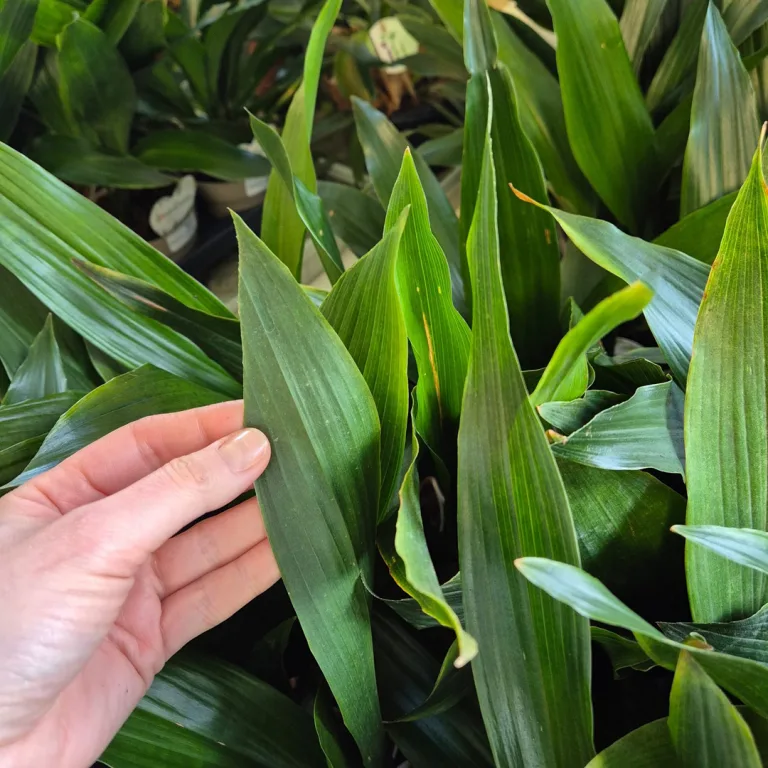 Aspidistra wyniosła (Aspidistra elatior) 50cm