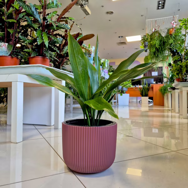 Aspidistra wyniosła (Aspidistra elatior) 50cm