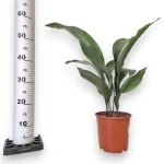 Aspidistra wyniosła (Aspidistra elatior) 60cm