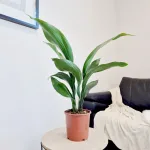 Aspidistra wyniosła (Aspidistra elatior) 60cm