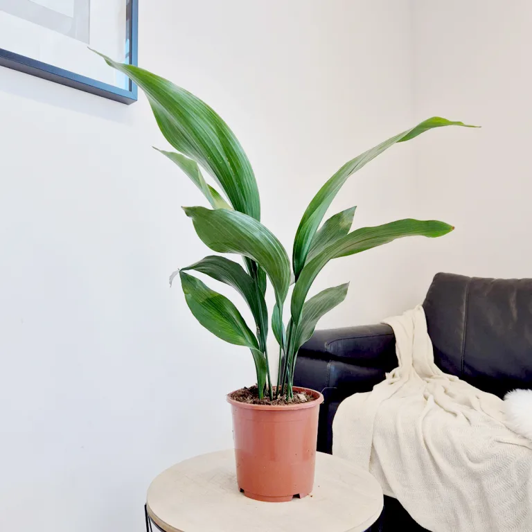Aspidistra wyniosła (Aspidistra elatior) 60cm