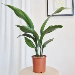 Aspidistra wyniosła (Aspidistra elatior) 60cm