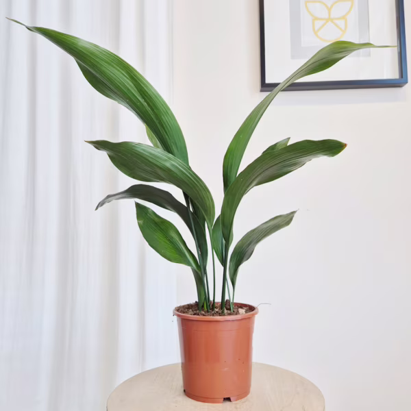 Aspidistra wyniosła (Aspidistra elatior) 60cm
