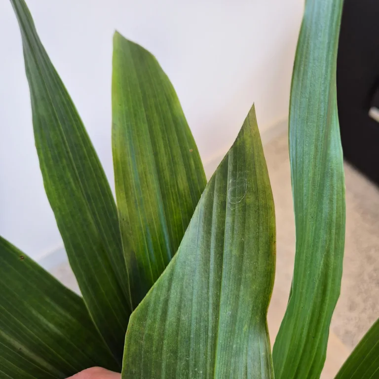 Aspidistra wyniosła (Aspidistra elatior) 60cm