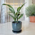 Aspidistra wyniosła (Aspidistra elatior) 60cm