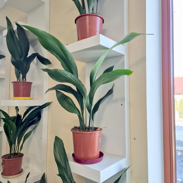 Aspidistra wyniosła (Aspidistra elatior) 60cm