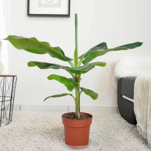 Bananowiec karłowy (Musa 'Oriental Dwarf') 85cm