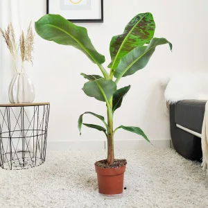 Bananowiec karłowy (Musa 'Dwarf Cavendish') 95cm