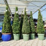 Bukszpan Wieczniezielony (Buxus) stożek 130cm