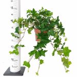 Bluszcz pospolity (Hedera helix 'Brigitte') 40cm