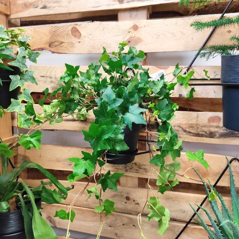 Bluszcz pospolity (Hedera helix 'Brigitte') 40cm