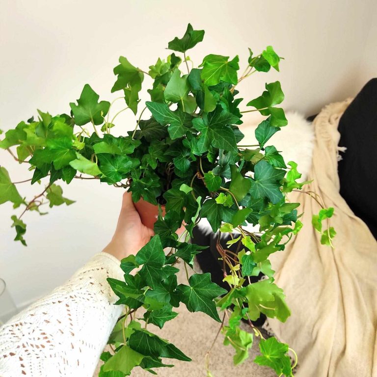 Bluszcz pospolity (Hedera helix 'Brigitte') 40cm