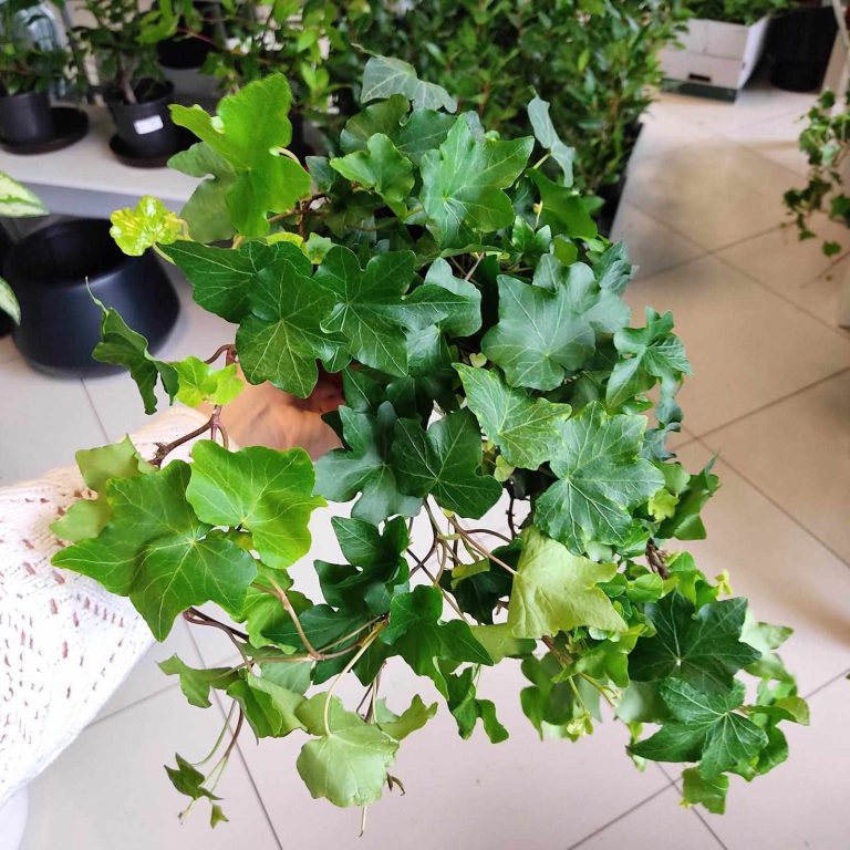 Bluszcz pospolity (Hedera helix 'Brigitte') 40cm