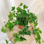 Bluszcz pospolity (Hedera helix 'Brigitte') 40cm