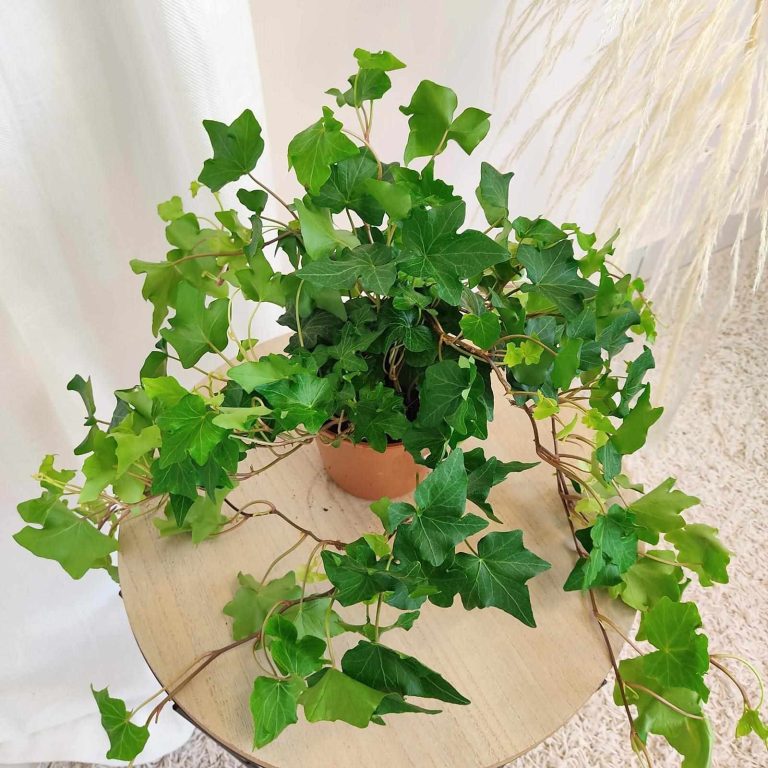 Bluszcz pospolity (Hedera helix 'Brigitte') 40cm