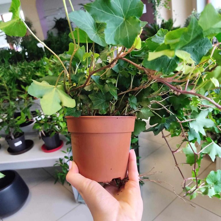 Bluszcz pospolity (Hedera helix 'Brigitte') 40cm