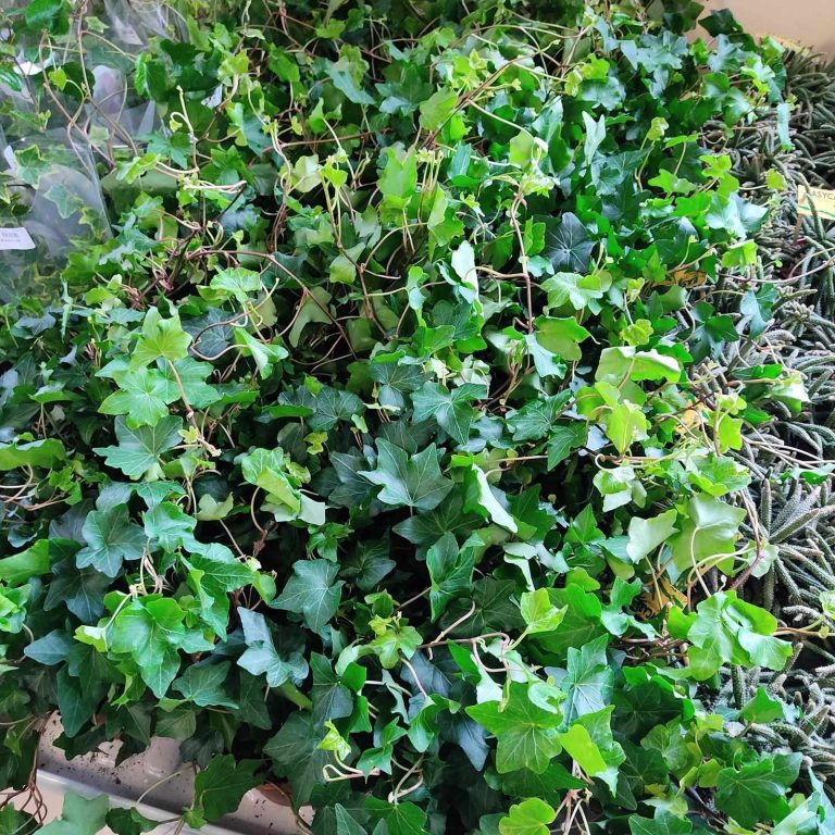 Bluszcz pospolity (Hedera helix 'Brigitte') 40cm