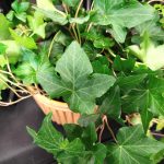 Bluszcz pospolity (Hedera helix 'Brigitte') 40cm