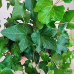 Bluszcz pospolity (Hedera helix 'Brigitte') 40cm