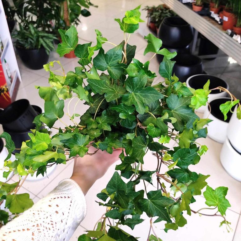 Bluszcz pospolity (Hedera helix 'Brigitte') 40cm